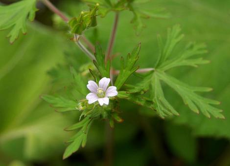 アメリカフウロ アメリカフウロ,亜米利加風露,アメリカフウロソウの写真素材