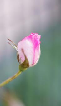 今日は咲くかな？ 薔薇,秋の風景,花の写真素材