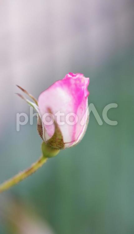 今日は咲くかな？ 薔薇,秋の風景,花の写真素材