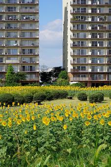 第1なぎさ公園 ひまわり2025年㊲ 第1なぎさ公園 ひまわり2025年㊲の写真