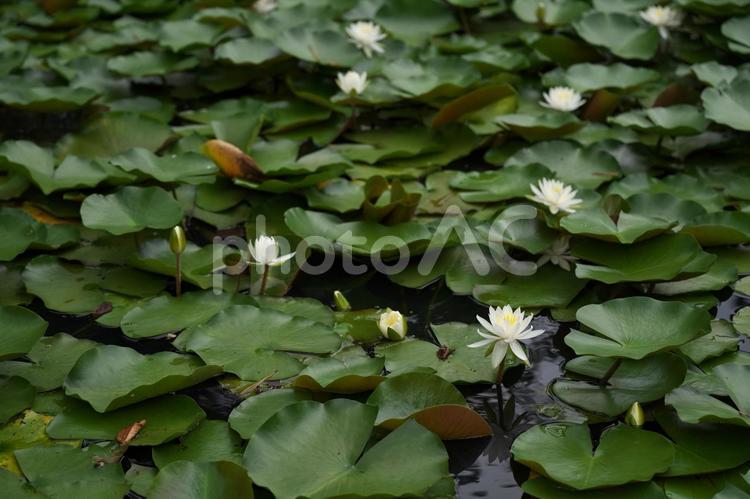 睡蓮の花とつぼみ 睡蓮,スイレン,花の写真素材