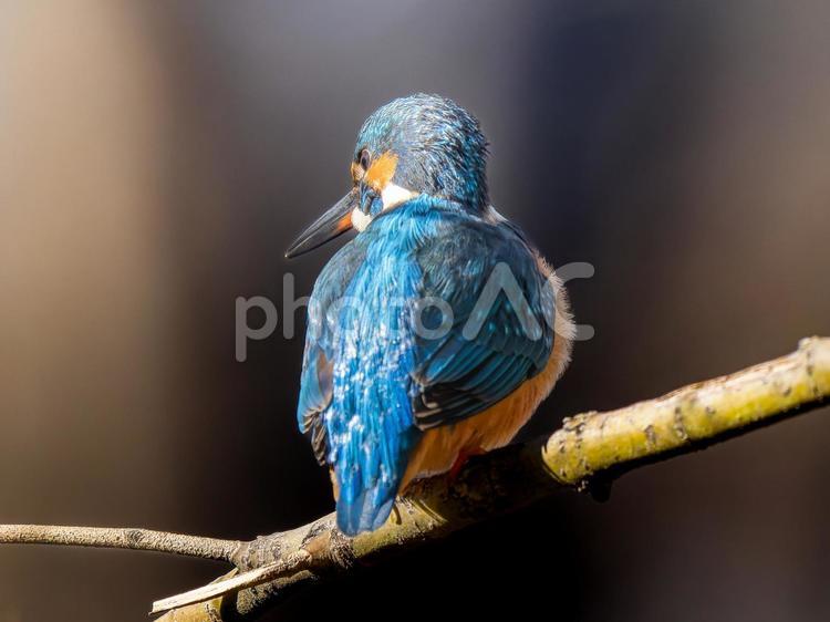 枝にとまるカワセミ カワセミ,野鳥,鳥の写真素材