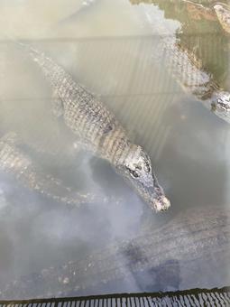 池で泳ぐワニ 池で泳ぐワニ 池,温泉,別府の写真素材