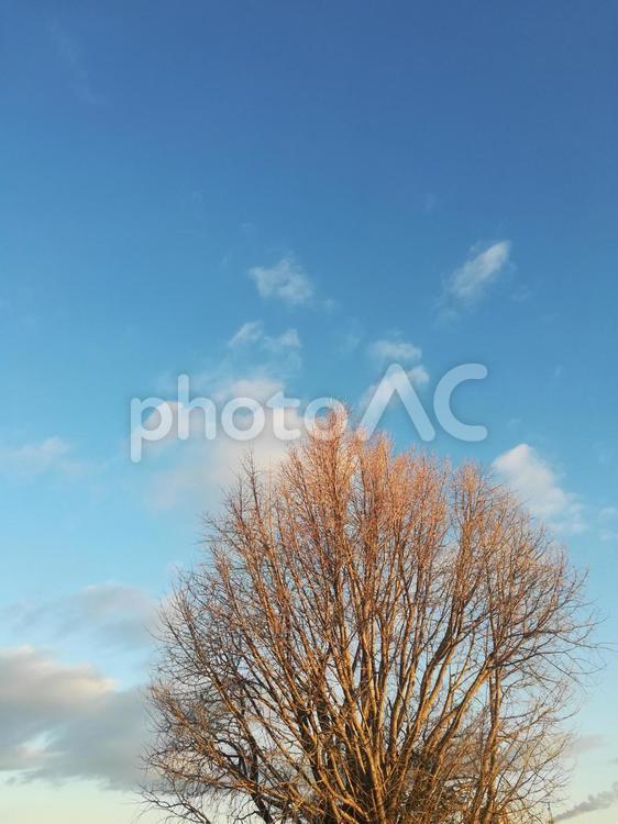 青空と木 Blue sky and tree 空,青空,木の写真素材