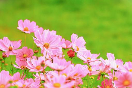 可憐なピンクのコスモスの群生 可憐なピンクのコスモスの群生 植物,花,コスモスの写真素材