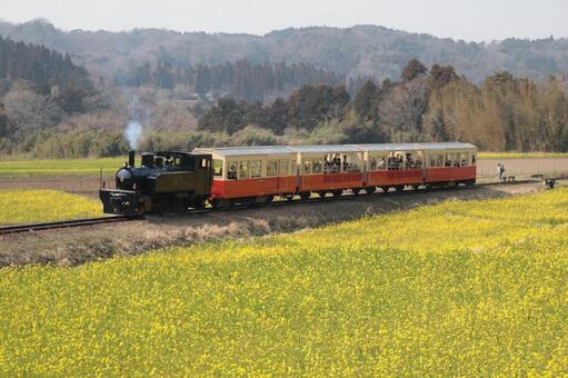 菜の花を行く汽車 自然,風景,イエローの写真素材