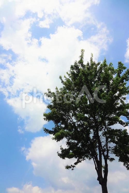 一本の木と空 木,空,雲の写真素材