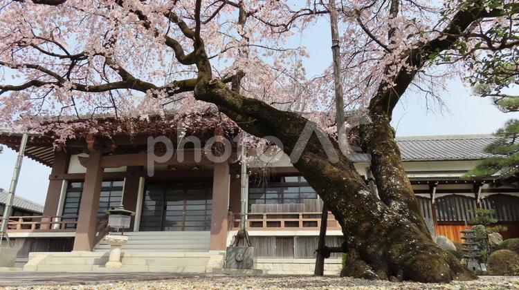 香積院　しだれ桜と本堂 香積院,味岡山,曹洞宗の写真素材