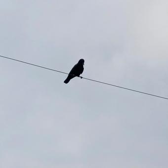 電線にとまるカラス 電線にとまるカラスの写真