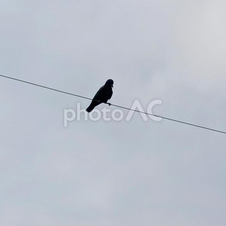 電線にとまるカラス カラス,野鳥,バードウォッチングの写真素材