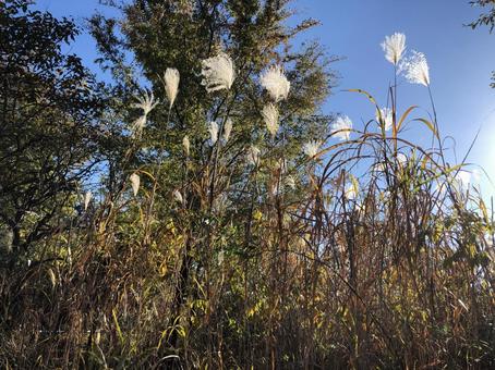 Swaying pampas grass, susuki, natural, sunny, JPG