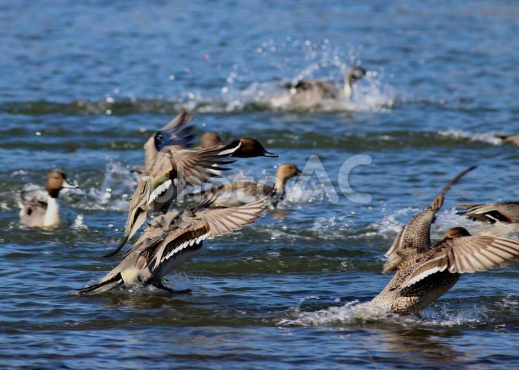 羽ばたく鴨 かも,カモ,冬鳥の写真素材