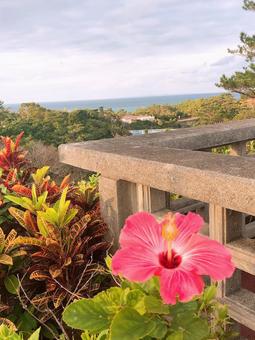 ハイビスカスの写真