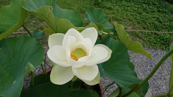 ハスの花の写真