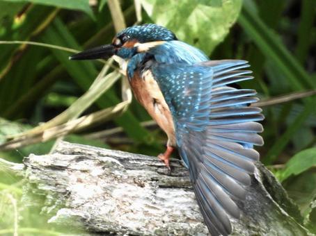 ポーズをとるカワセミ 鳥,野鳥,カワセミの写真素材