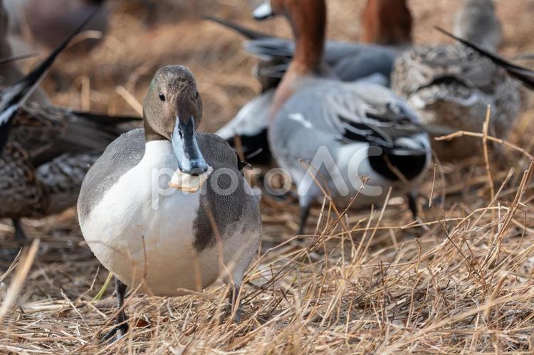 餌をくわえたオナガガモ オナガガモ,カモ,鳥の写真素材