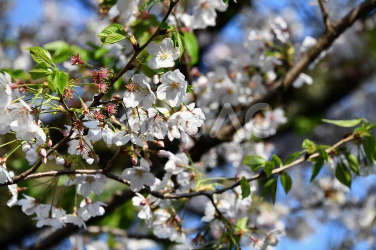 桜　花びら　花見　春　新生活　素材　背景 桜,花びら,花見の写真素材