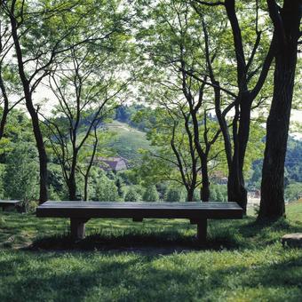 森林浴 ベンチ,無人,森林浴の写真素材