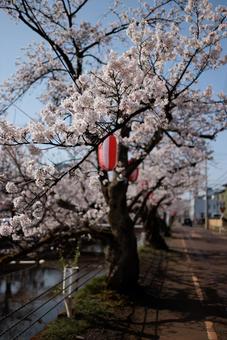桜とぼんぼり 桜とぼんぼりの写真