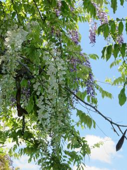 藤の花のコラボ(白・紫) 藤の花のコラボ(白・紫) 藤,青空,空の写真素材