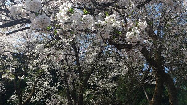 春の花・桜（ソメイヨシノ） 桜,景色,春の写真素材