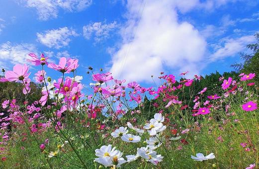 秋の風景/コスモス畑と空雲 秋の風景/コスモス畑と空雲 コスモス,秋,花の写真素材