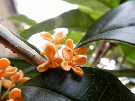【花の写真】キンモクセイ(金木犀) 【花の写真】キンモクセイ(金木犀) キンモクセイ,金木犀,植物の写真素材