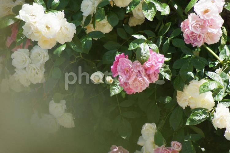 ピンクと白の可憐な薔薇 薔薇,花,フラワーの写真素材