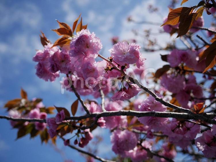 薄いピンクの八重桜と青空 八重桜,木,花の写真素材