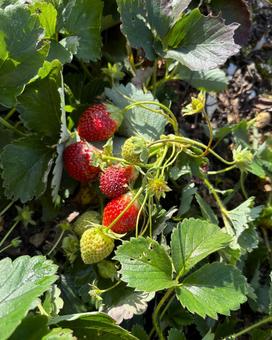 いちご いちご,果物,デザートの写真素材