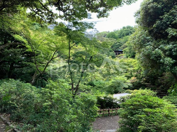 緑の木々に囲まれた散歩道 池田山公園,木,木々の写真素材