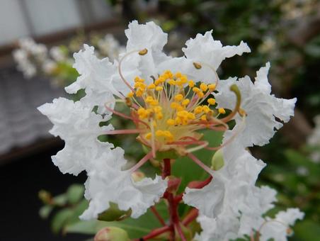 【花の写真】白い百日紅の花 【花の写真】白い百日紅の花の写真