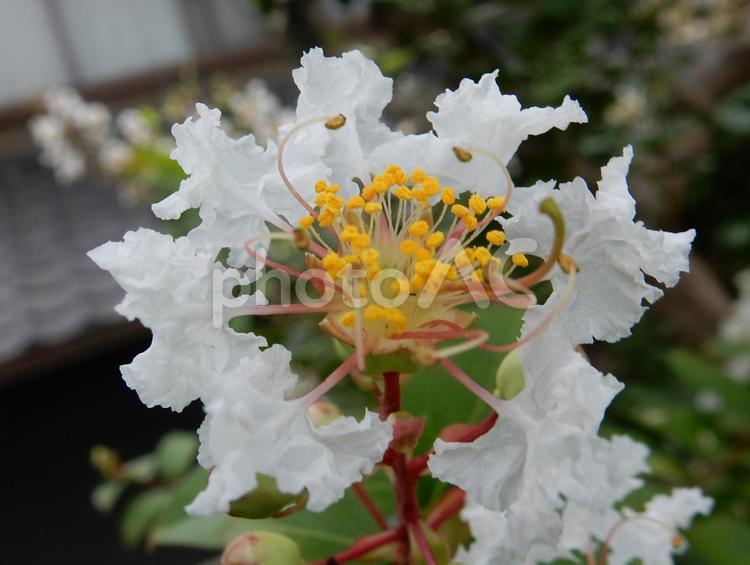 【花の写真】白い百日紅の花 サルスベリ,百日紅,植物の写真素材
