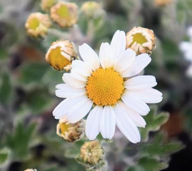 サンティニ 小菊,花,flowerの写真素材