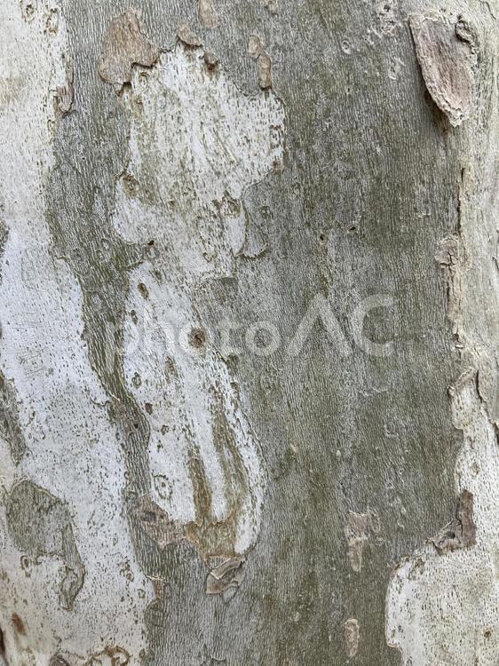 剥がれかけた樹皮3 木,樹皮,木の皮の写真素材