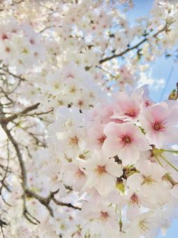 桜 春,自然,自然風景の写真素材