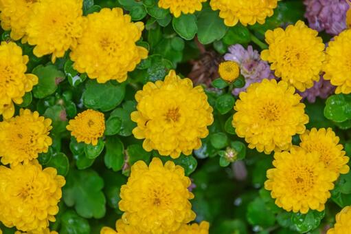 黄色い菊のクローズアップ 菊,キク,黄色の写真素材