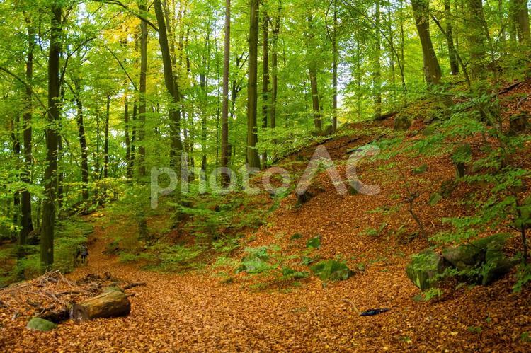 オーデンヴァルトの秋の森　ドイツ 秋,風景,ドイツの写真素材