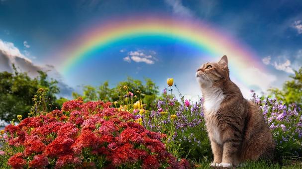 虹を見上げる猫2 虹を見上げる猫2の写真