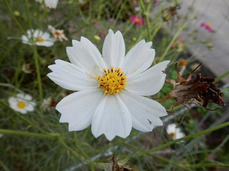 【花の写真】コスモス（秋桜）の写真