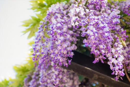 ふじ ふじ 花びら,ふじ,藤の写真素材