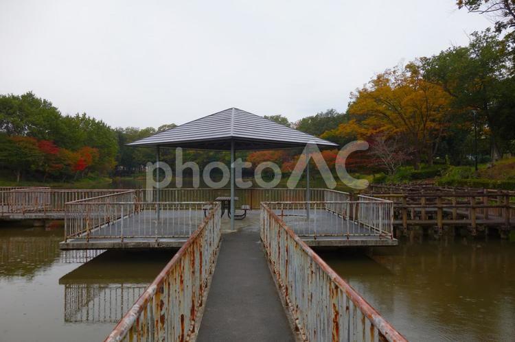 雨の池と紅葉 湖,写り込み,紅葉の写真素材