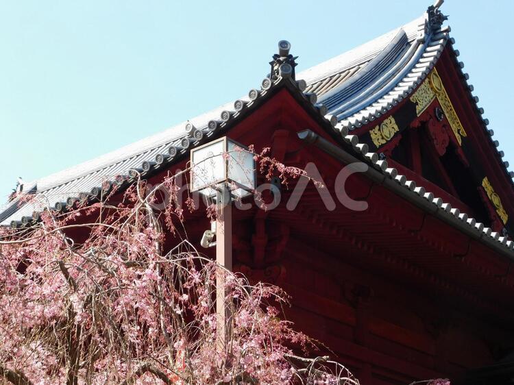 枝垂れ桜と神社 枝垂れ桜,神社,屋根の写真素材