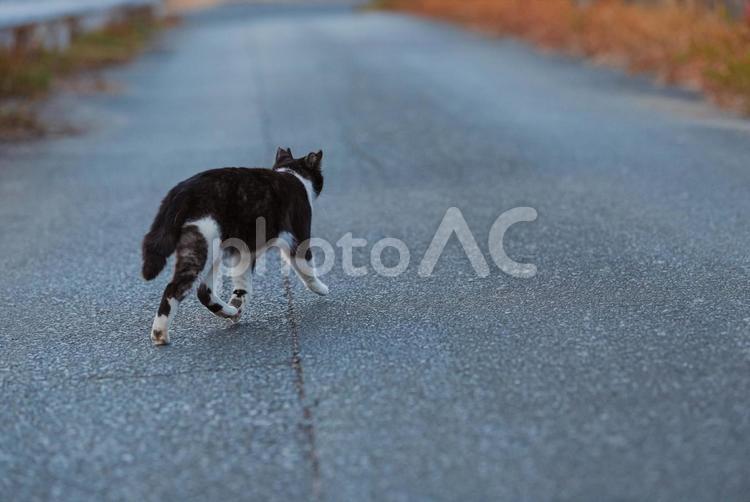 道路をそそくさと歩くハチワレ猫 ハチワレ猫,地域猫,サクラネコの写真素材