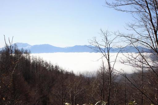 山の雲海と冬の木々 雲海,山,風景の写真素材