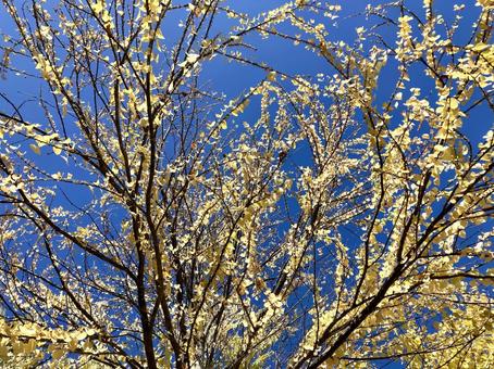 イチョウの木と青空 イチョウの木と青空の写真