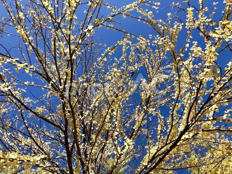 イチョウの木と青空 イチョウ,木,青空の写真素材