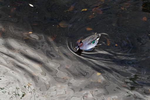 水面を泳ぐアメリカコガモ 水面を泳ぐアメリカコガモの写真