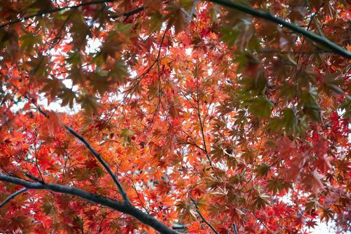 赤と緑が混ざり合う秋の紅葉 紅葉,もみじ,モミジの写真素材