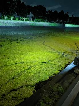 夜の濠を覆う緑の絨毯 夜,水面,緑の写真素材